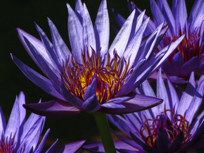 The African Blue Lotus